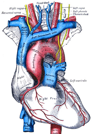 circulatory system. circulatory system.
