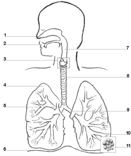 Diagram: The Respiratory System |.