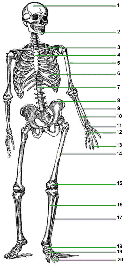 Human Skeleton Diagram Blank
