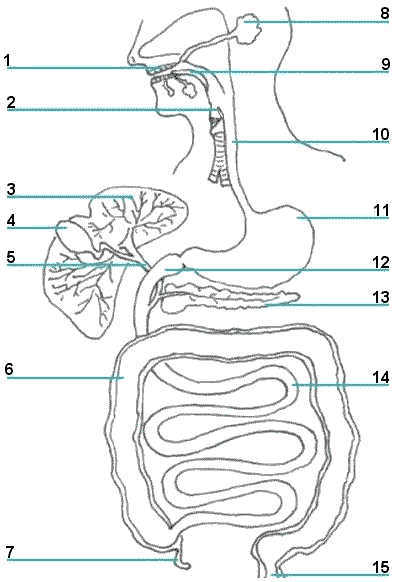www.lessontutor.com: the Digestive System- printable picture worksheet