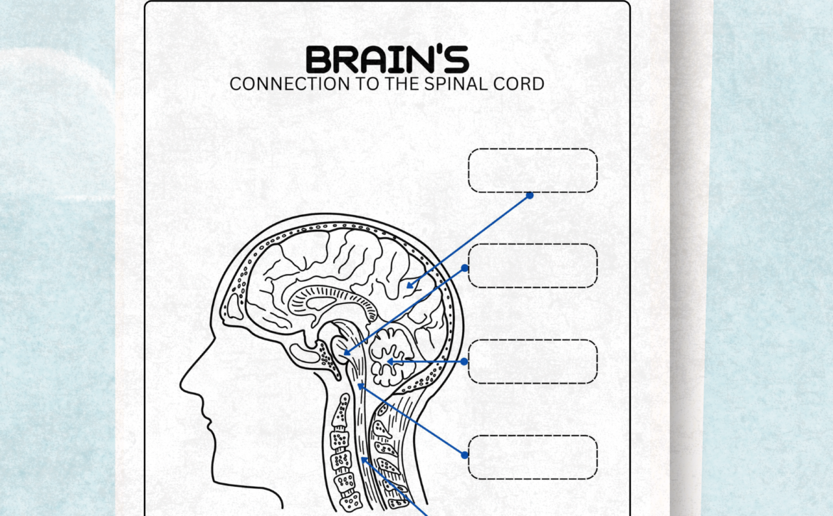 Brain