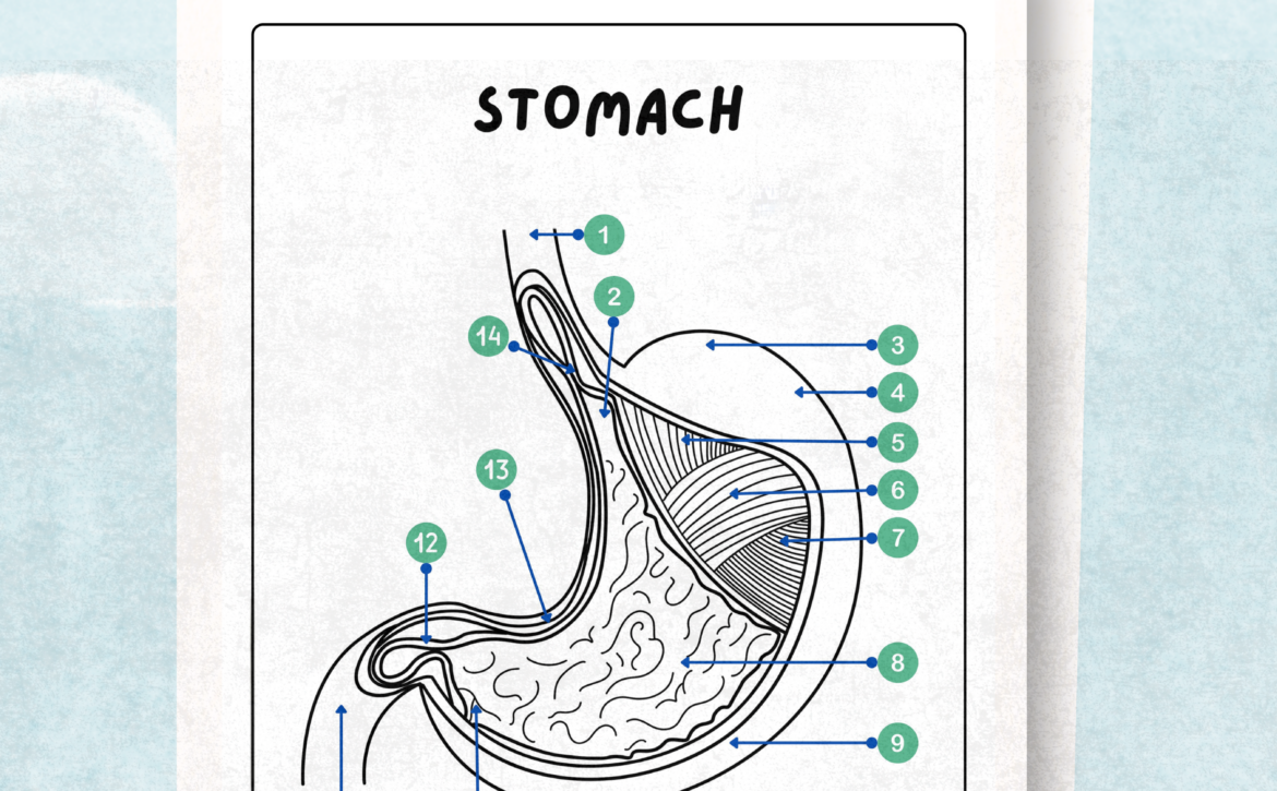 Digestive System